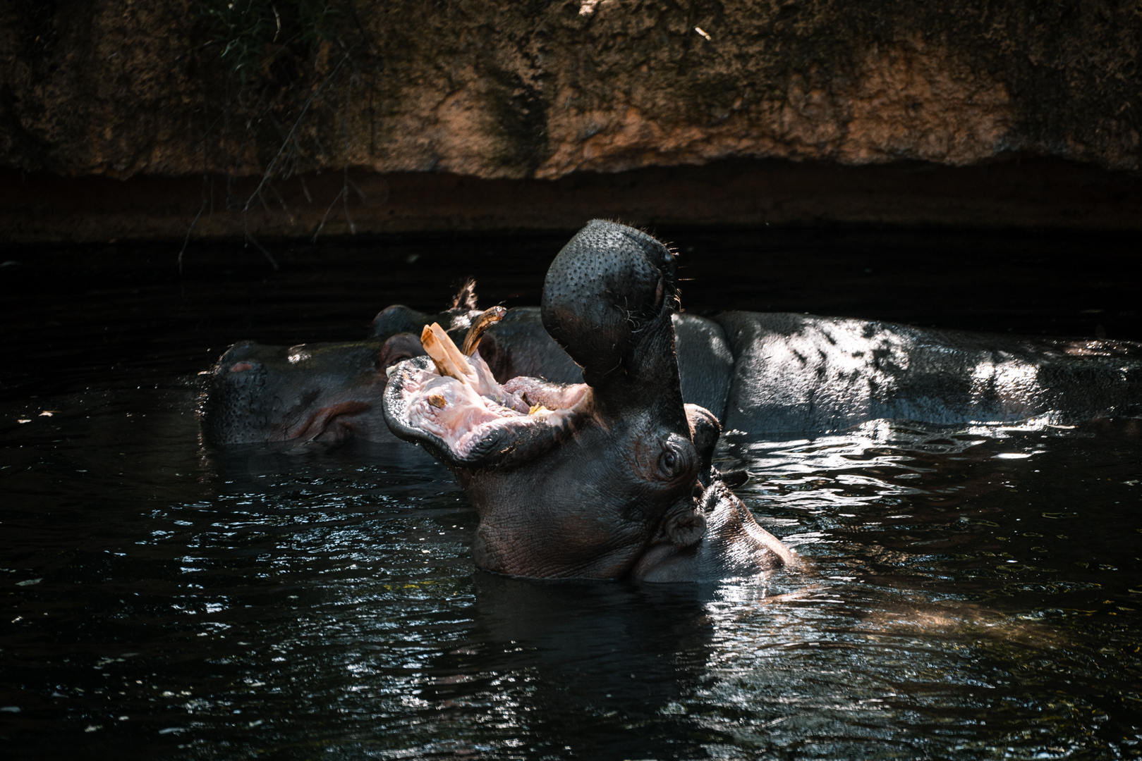 Hippo feeding