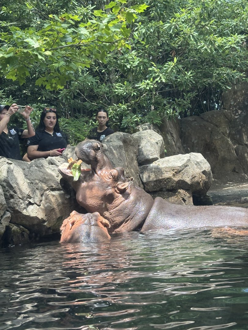 Hippo Feeding
