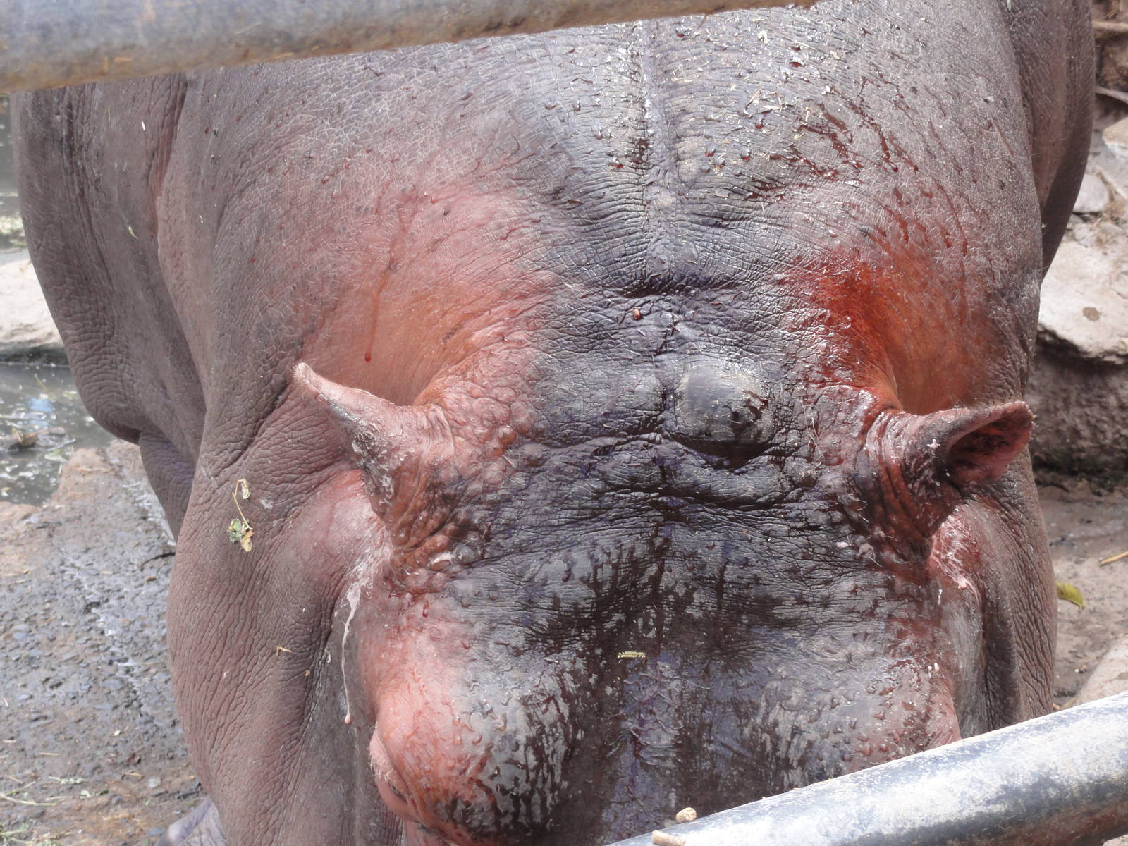 Hippo - finally saw the red sweat I'd heard of