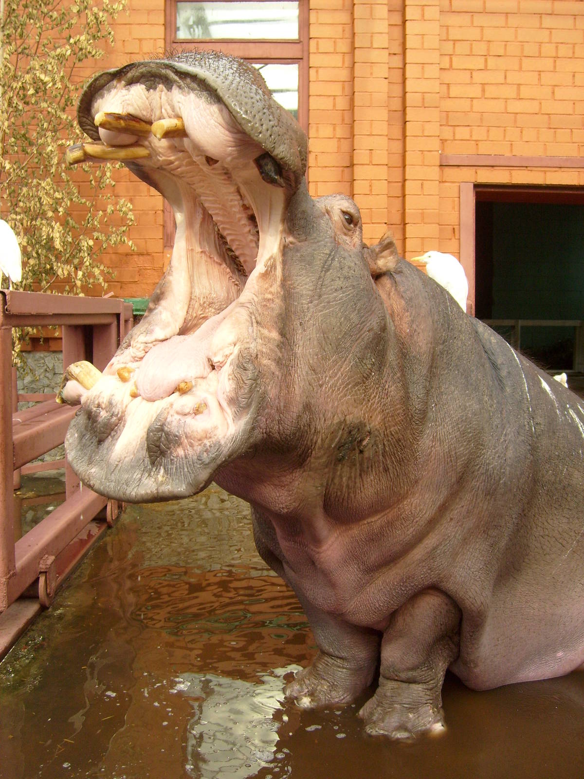 Hippo gape 3