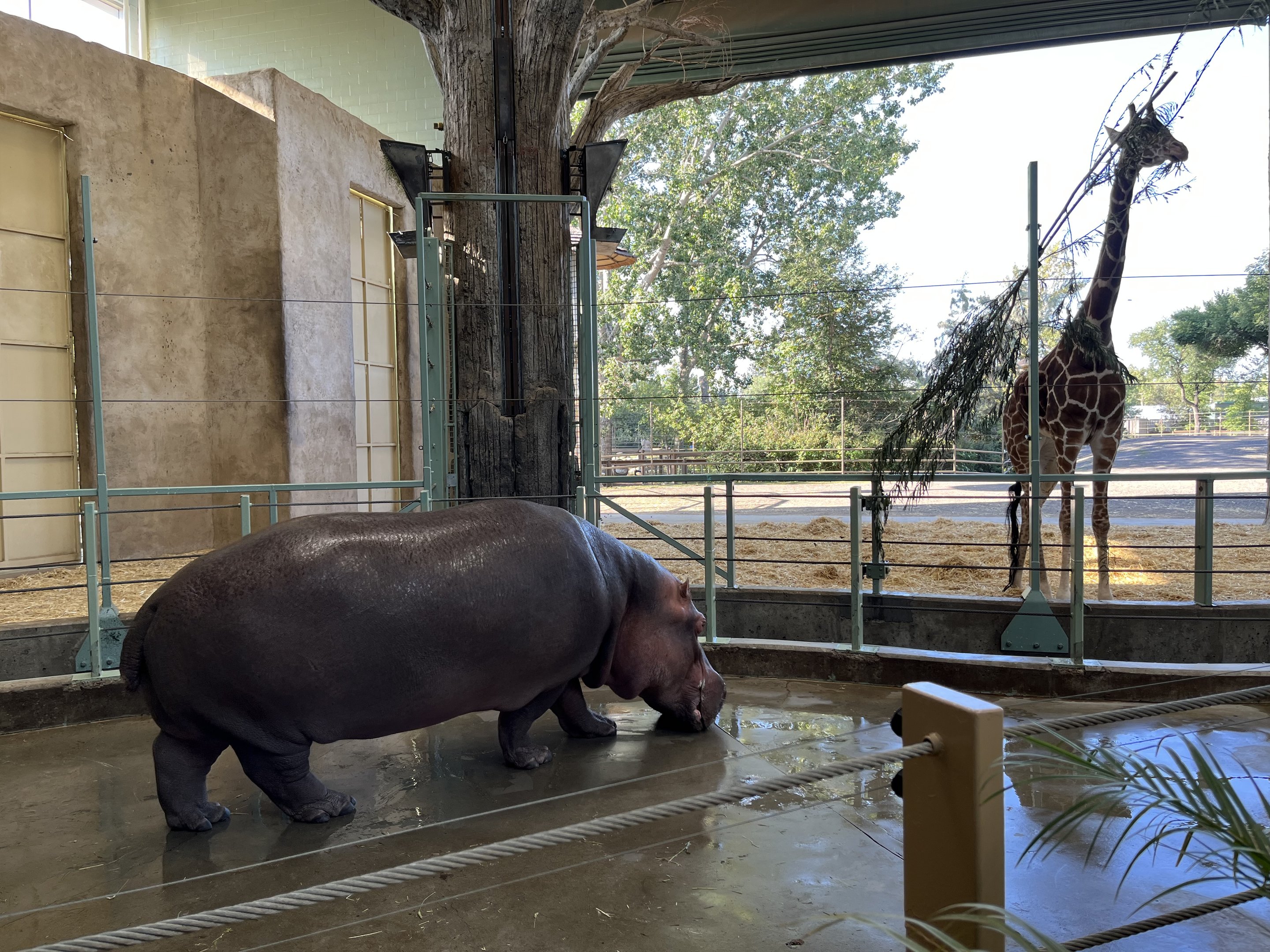 Hippo + Giraffe Exhibits