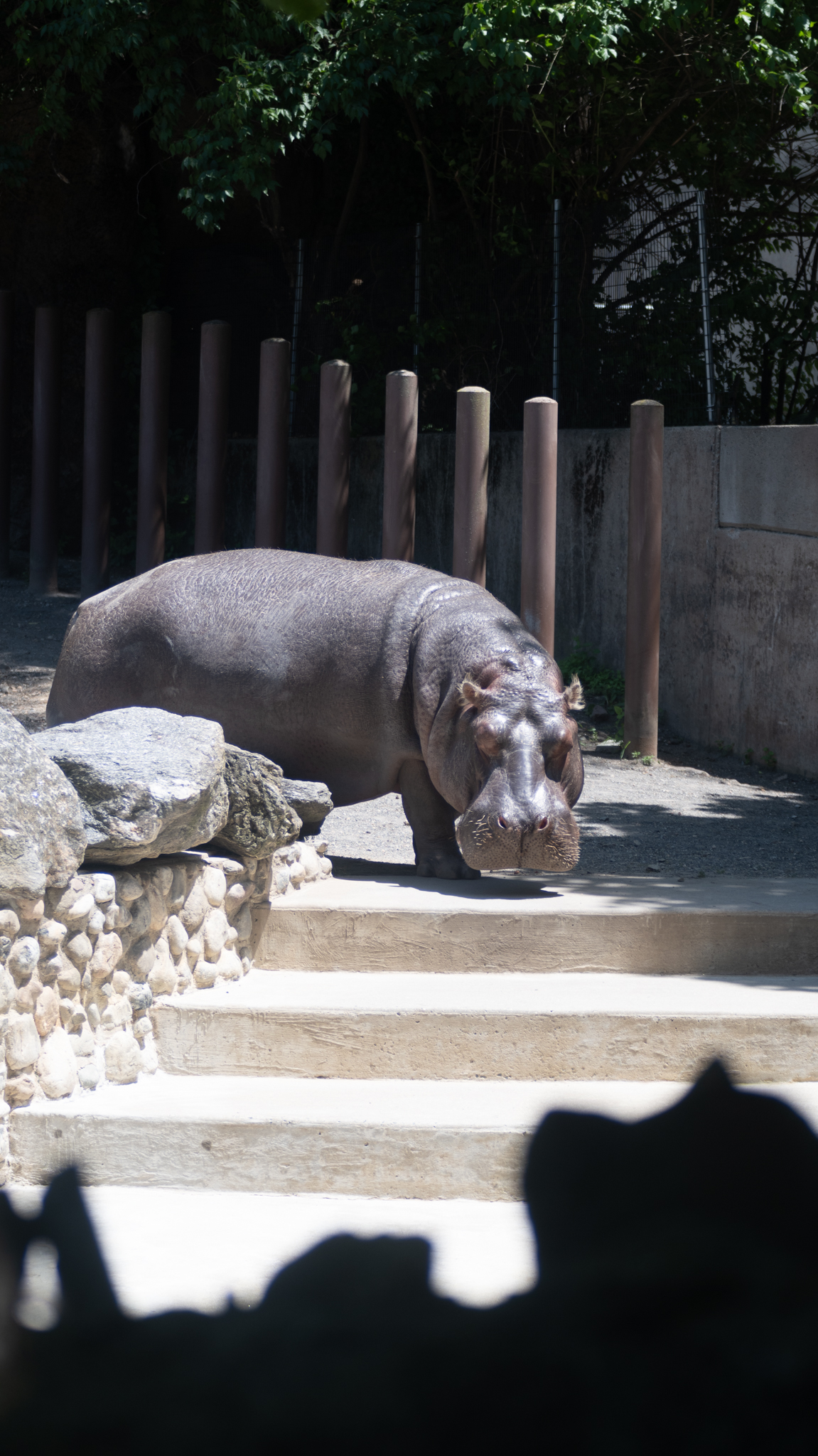 hippo going into the pool