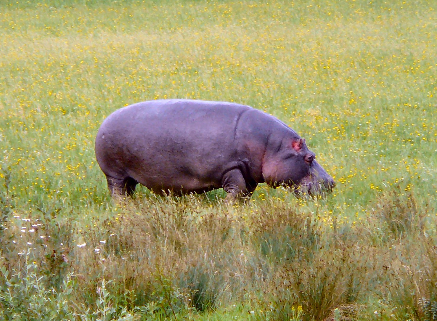 Hippo grazing at Longleat