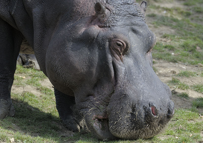 Hippo grazing