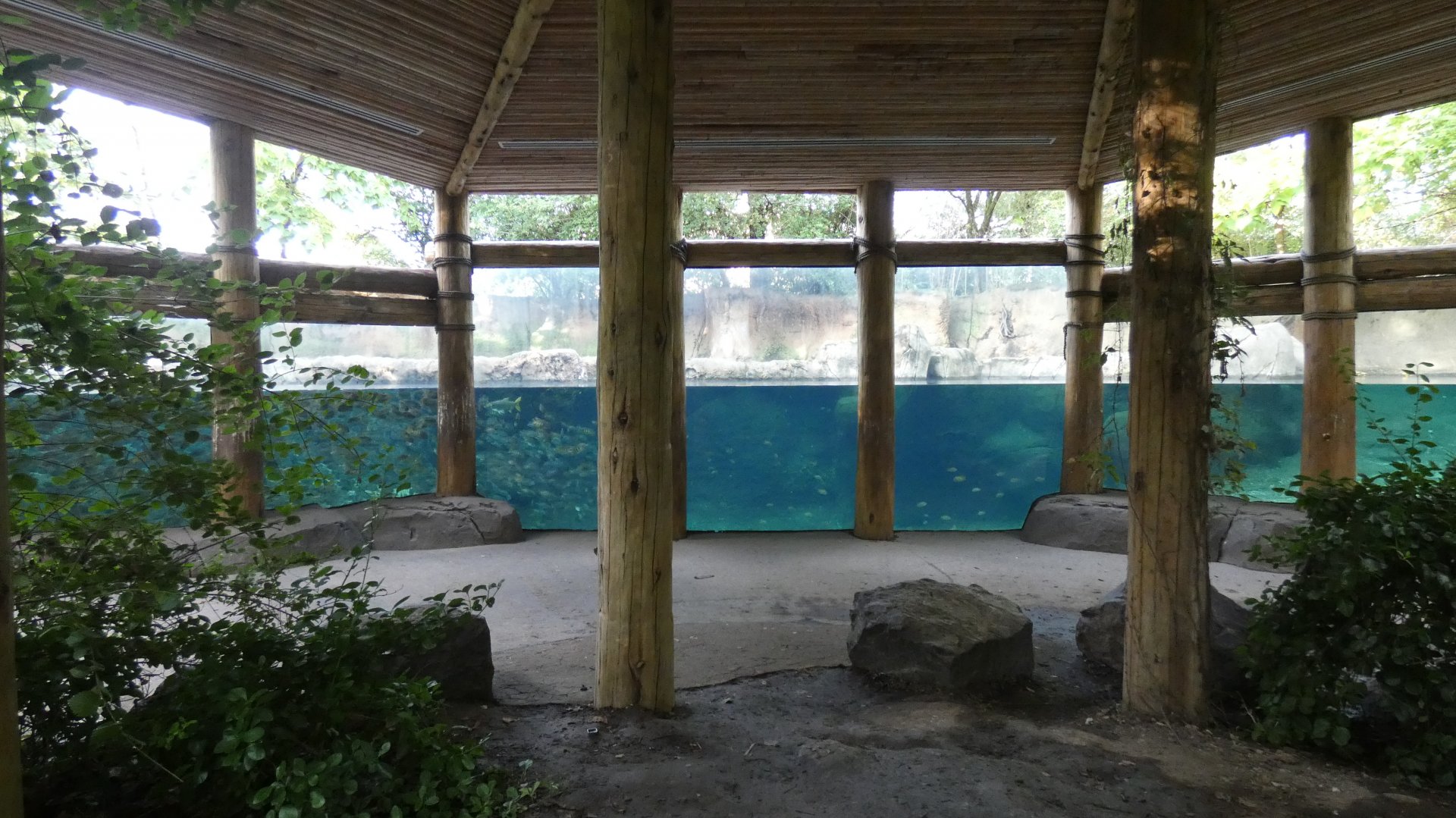 Hippo Harbor, Africa, River's Edge - Sep. 2021