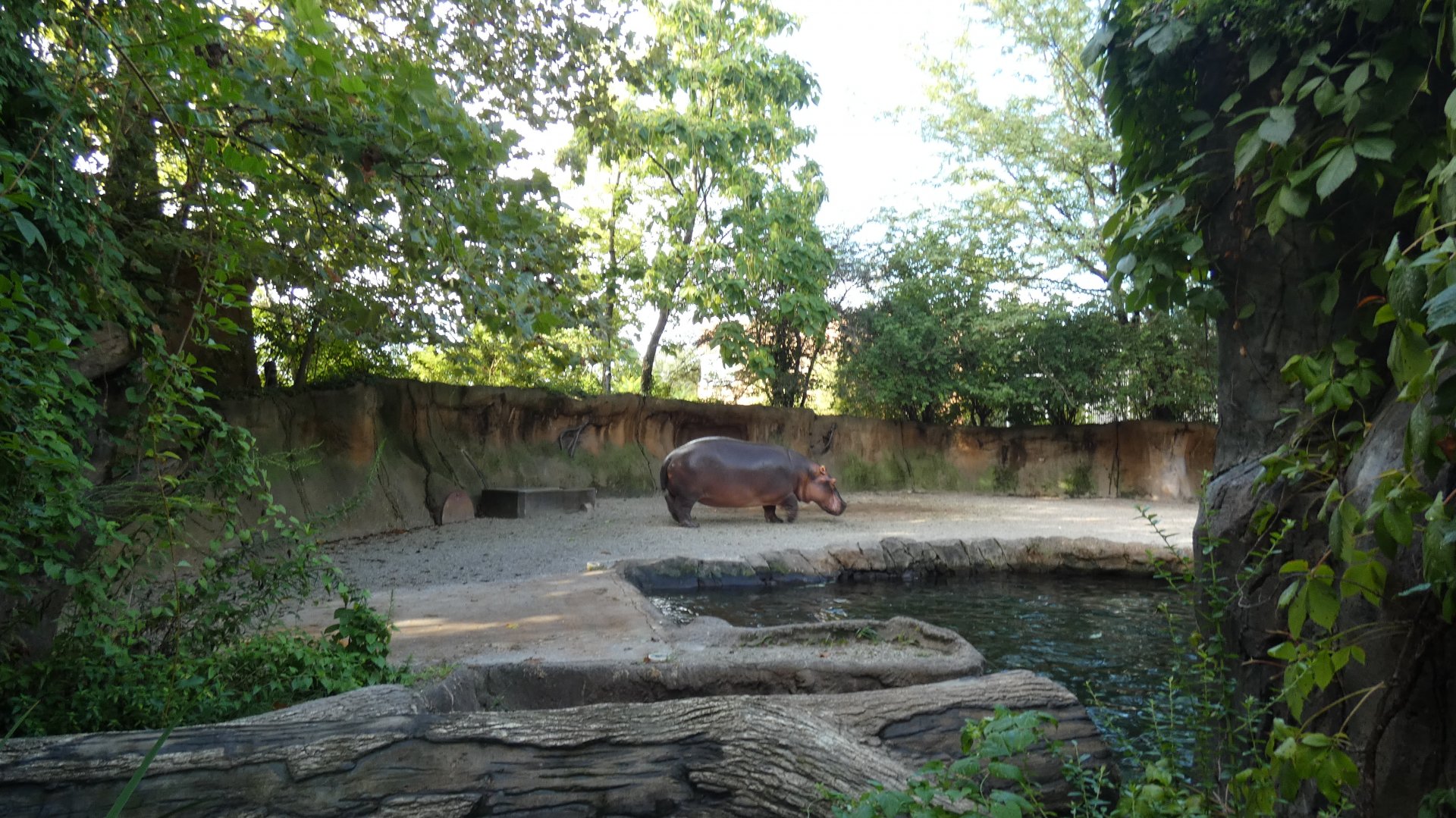 Hippo Harbor, Africa, River's Edge - Sep. 2021