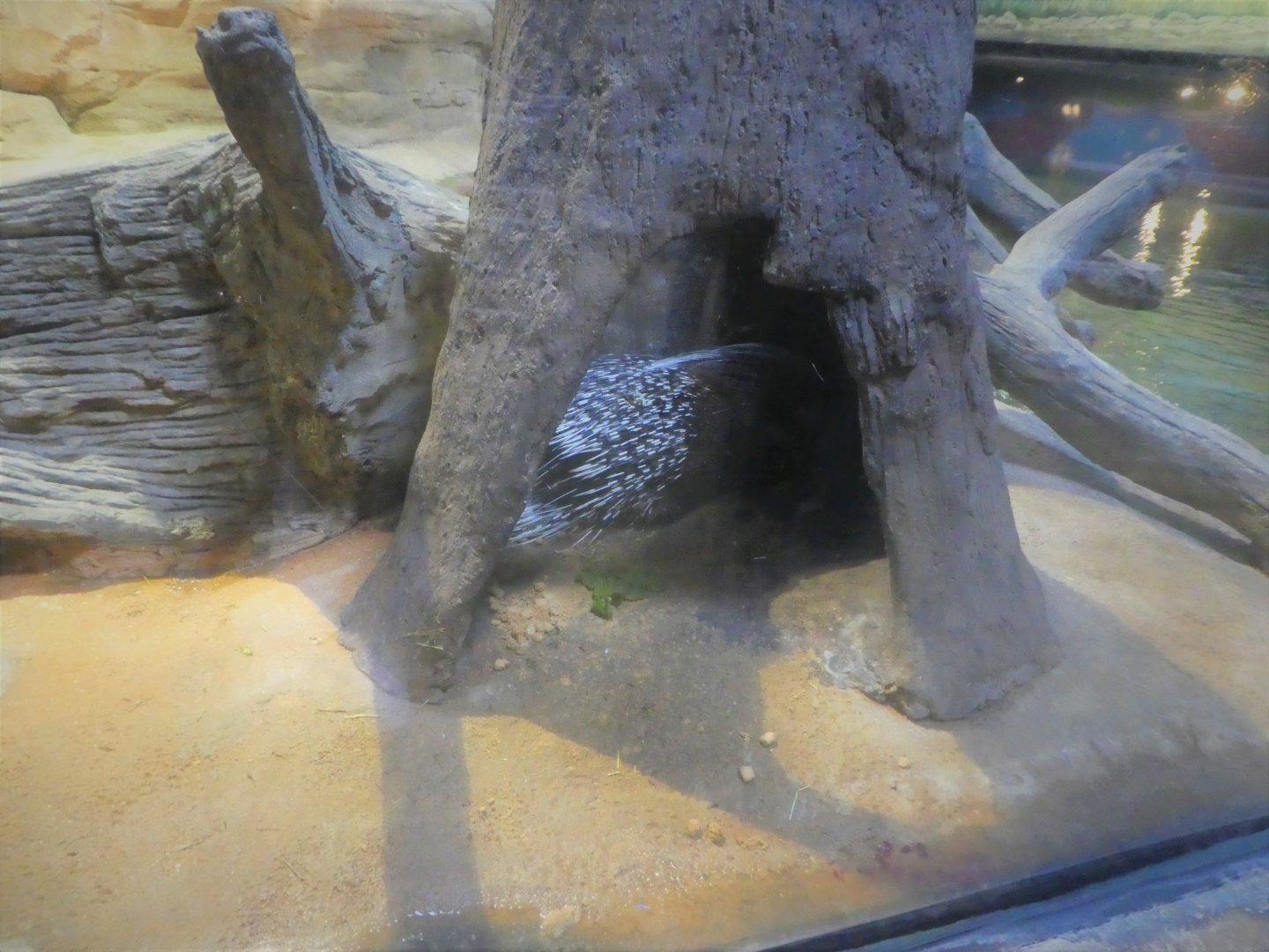 Hippo Haven - Cape Porcupine