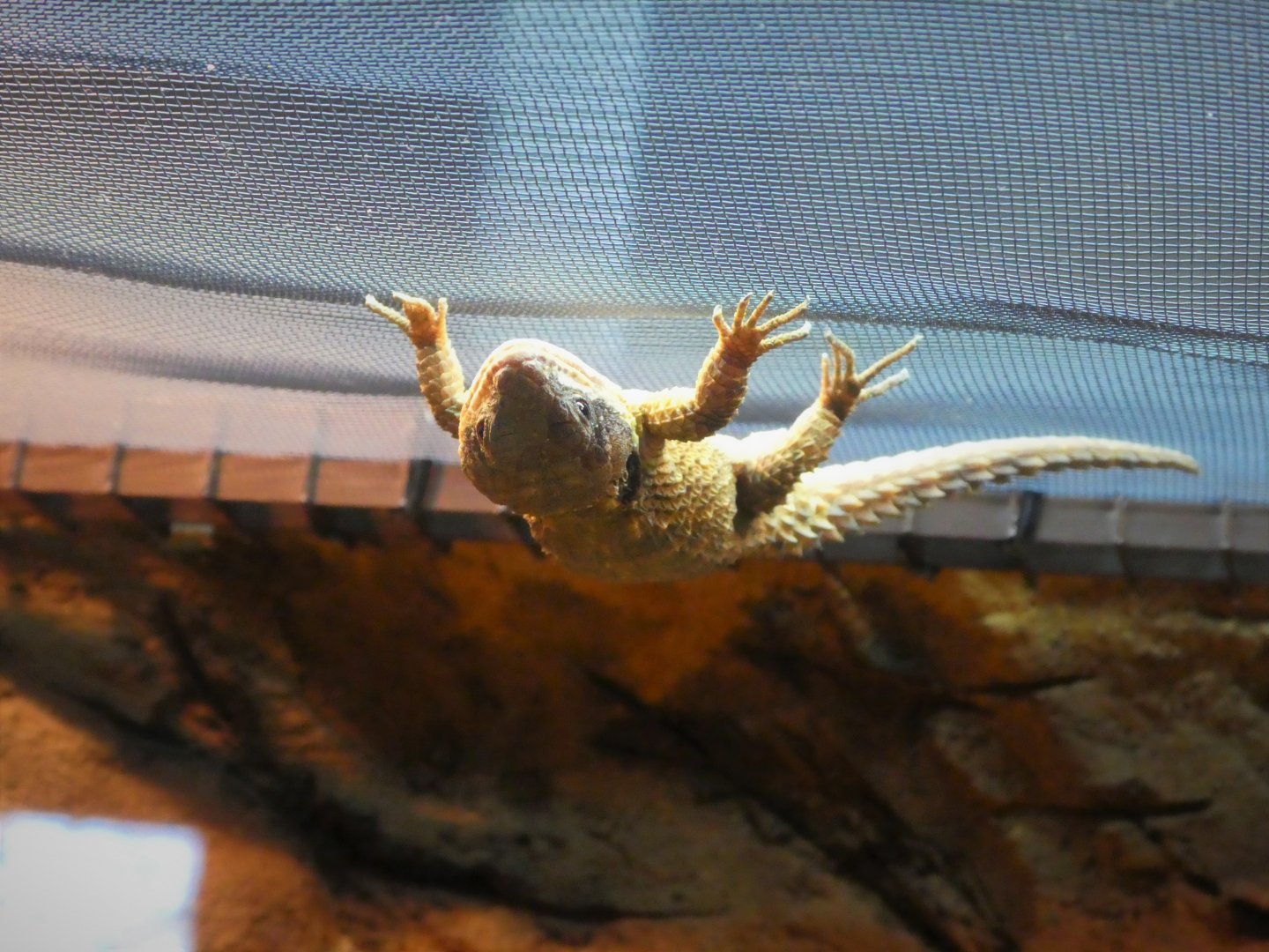 Hippo Haven - East African Spiny-tailed Lizard