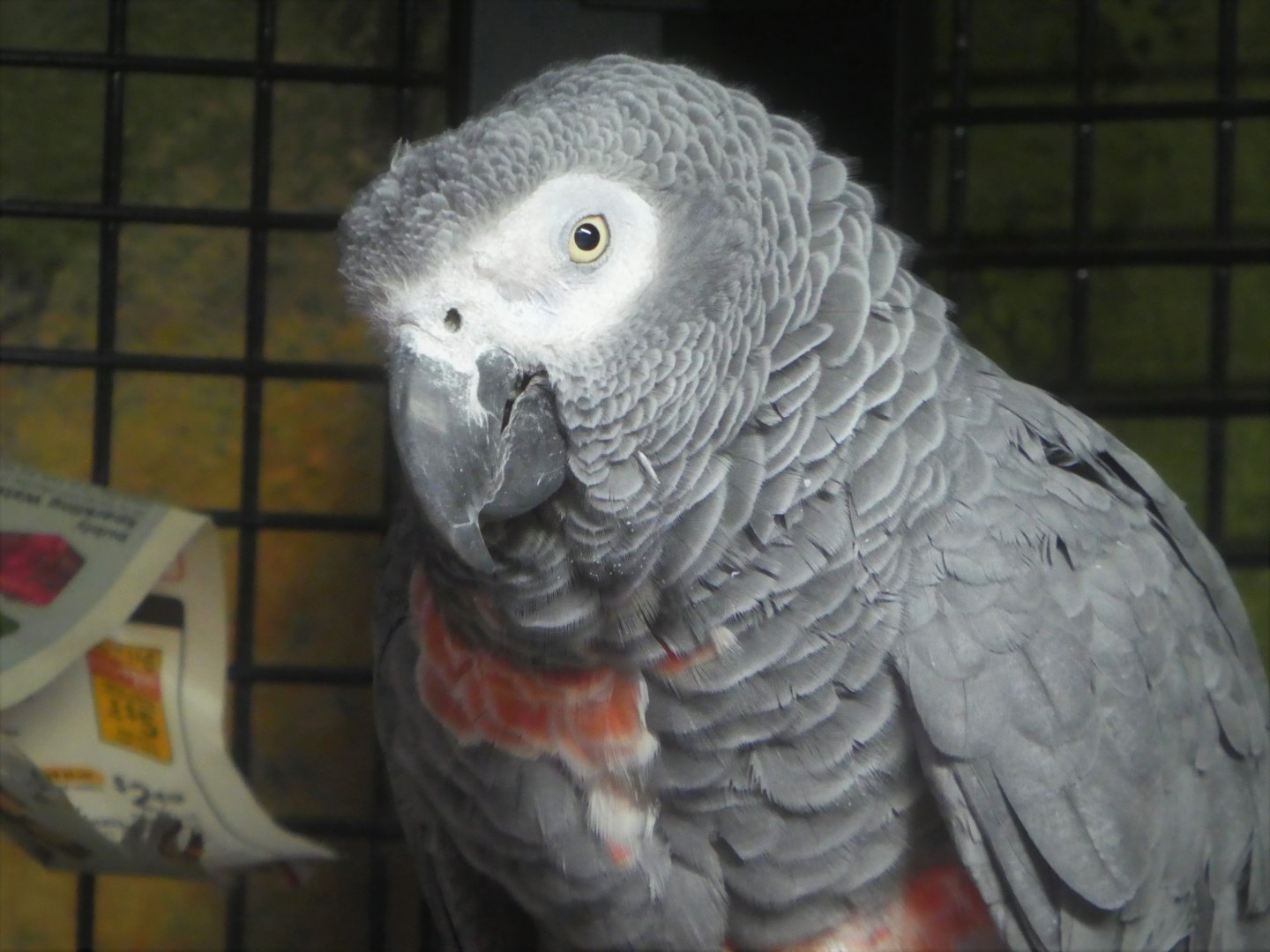 Hippo Haven - Gray Parrot