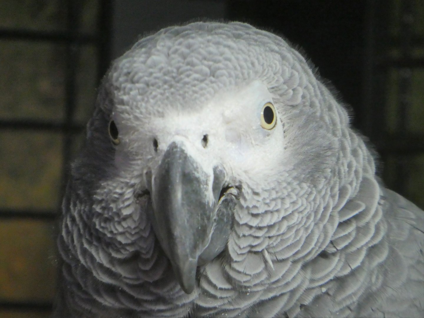 Hippo Haven - Gray Parrot
