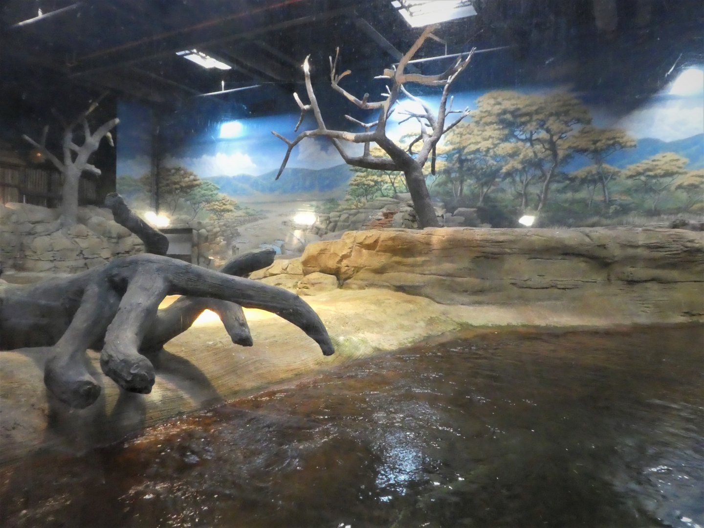 Hippo Haven - Main Exhibit