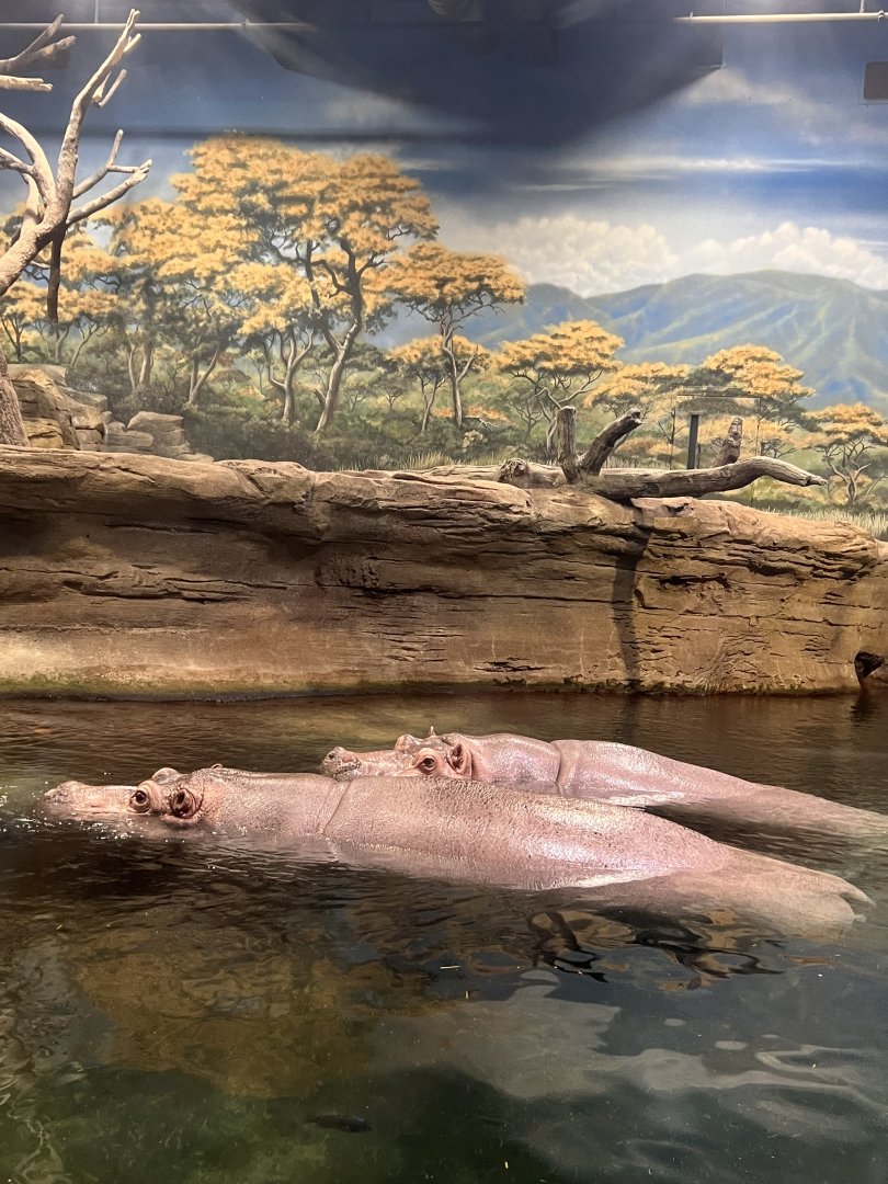 Hippo Haven- Nile hippo- Genny- Button