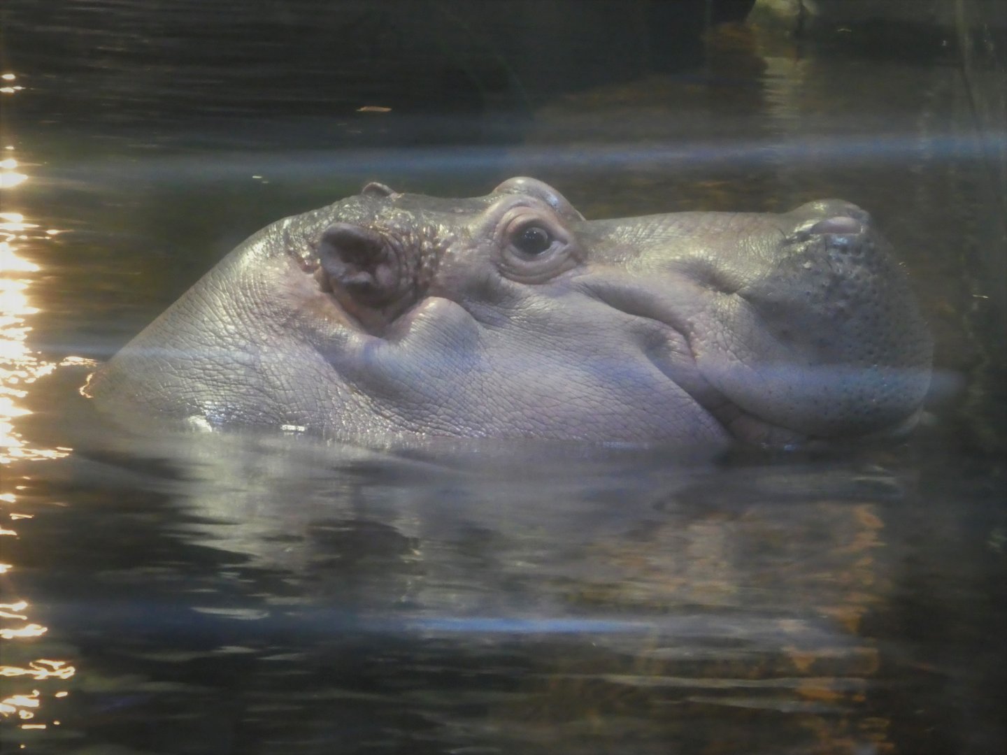 Hippo Haven - Nile Hippopotamus - Genny