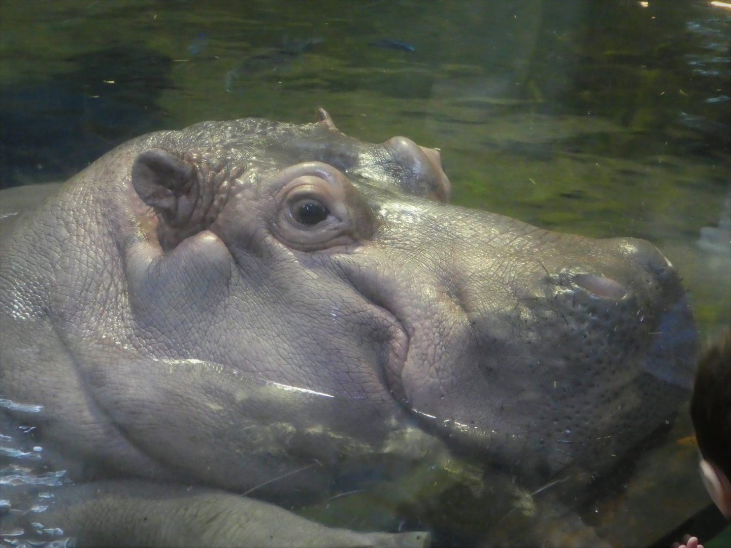 Hippo Haven - Nile Hippopotamus - Genny
