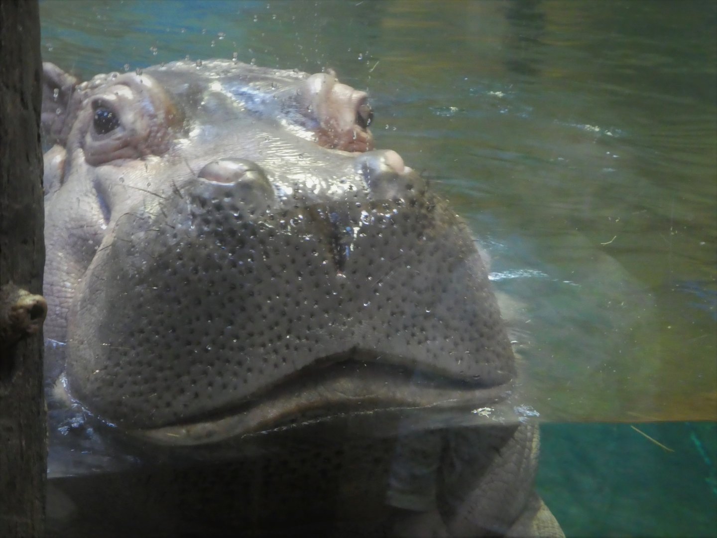 Hippo Haven - Nile Hippopotamus - Genny