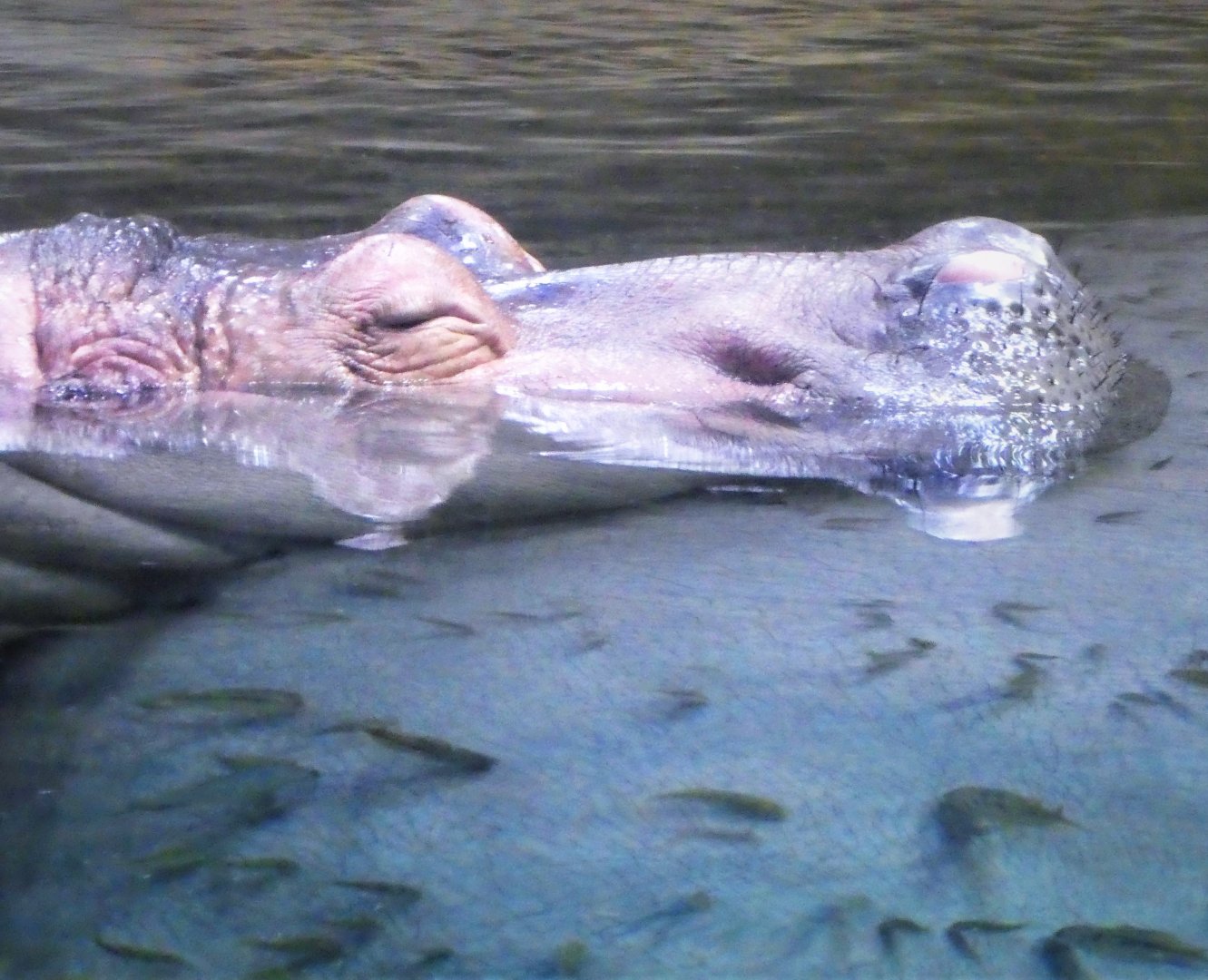 Hippo Haven - Nile Hippopotamus