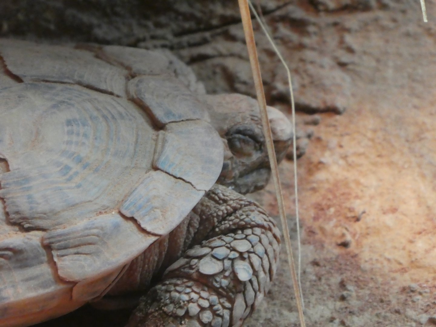Hippo Haven - Pancake Tortoise