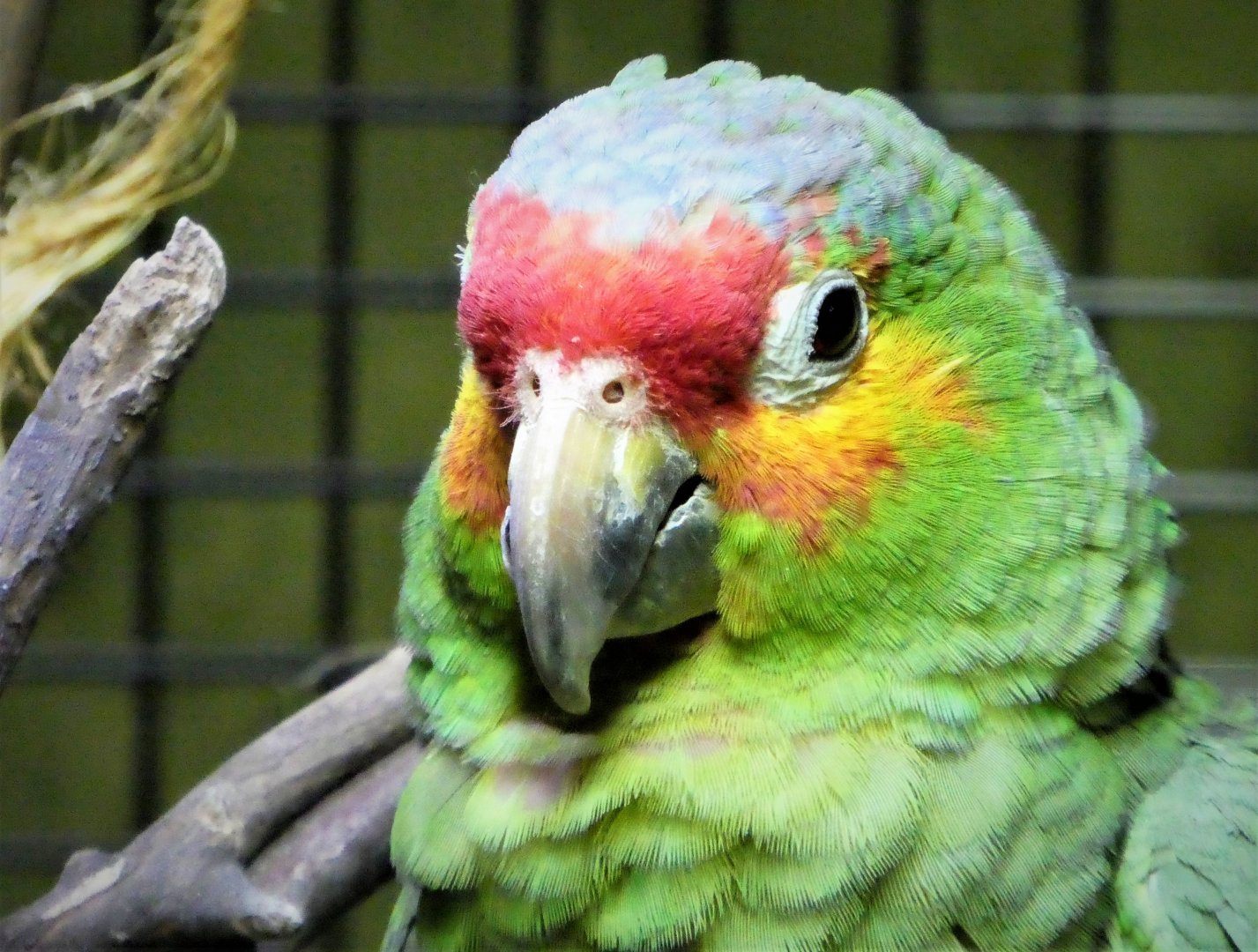 Hippo Haven - Red-lored Amazon - Candy