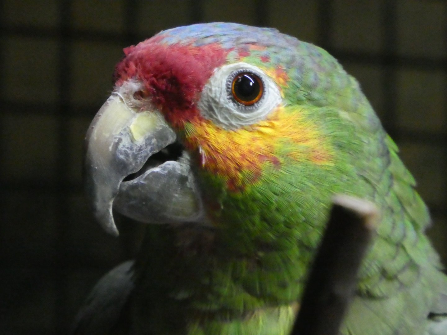 Hippo Haven - Red-lored Amazon