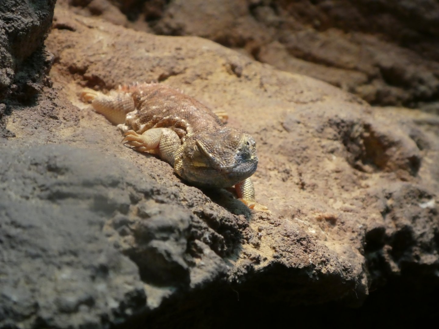 Hippo Haven - Shield-tailed Agama