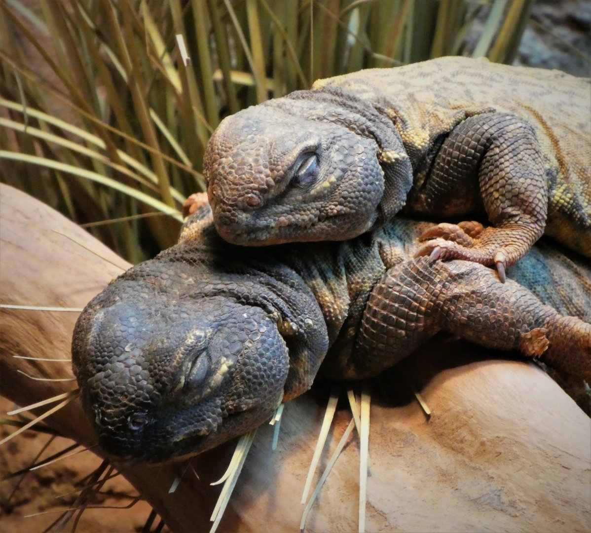 Hippo Haven - Sudan Mastigure and Eyed Dabb Lizard