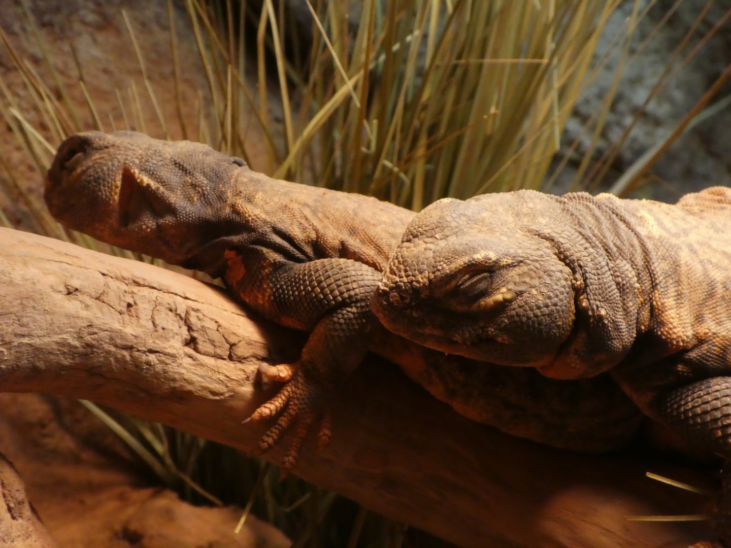 Hippo Haven - Sudan Mastigure