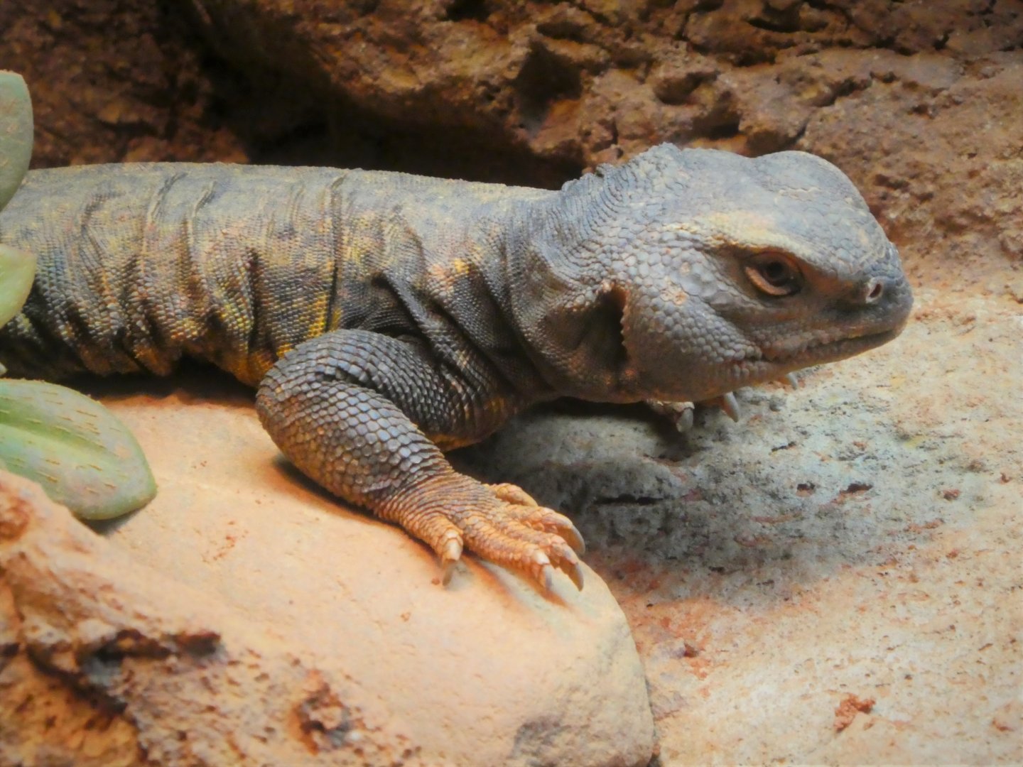 Hippo Haven - Sudan Mastigure