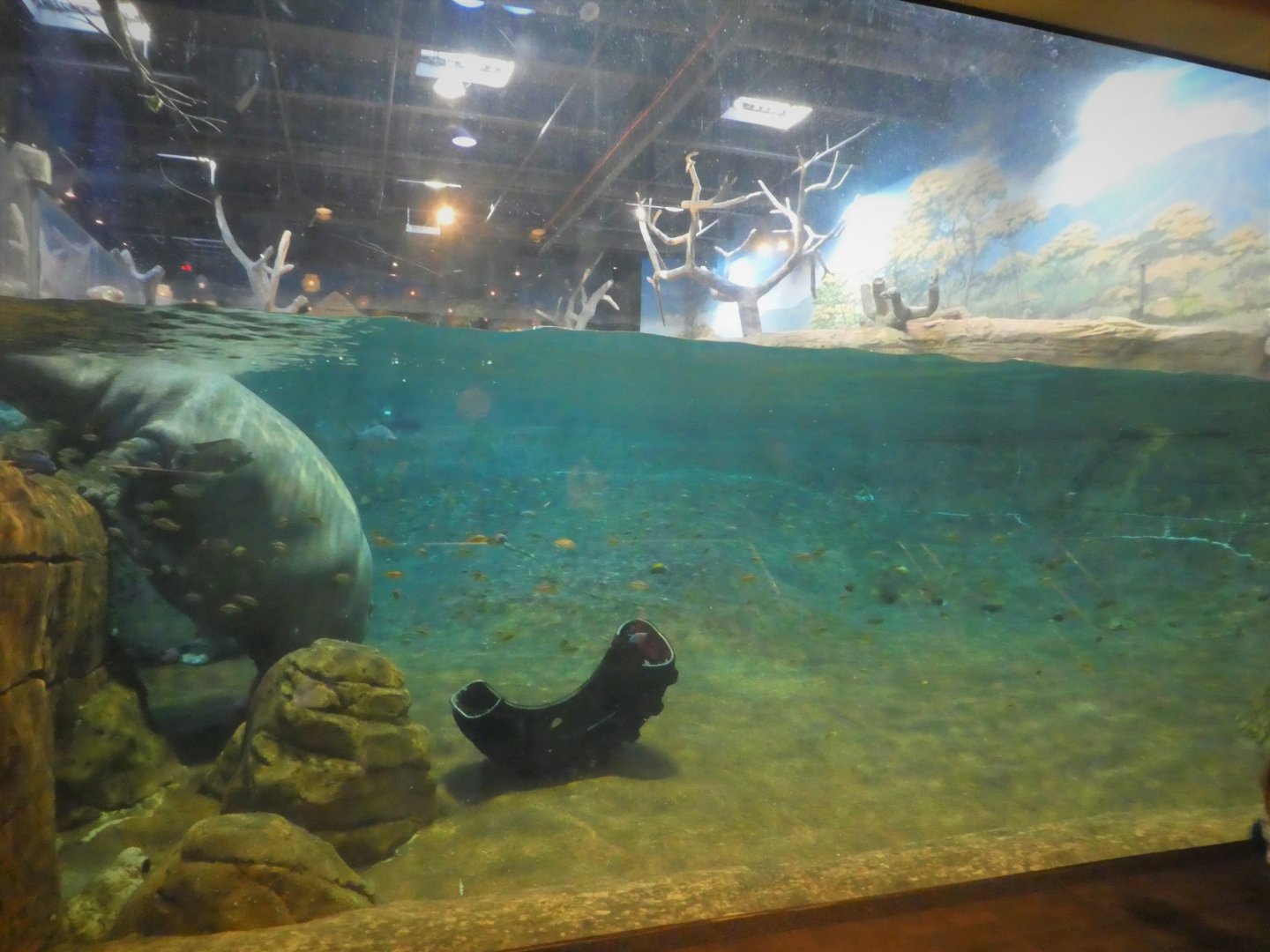 Hippo Haven - Underwater Viewing