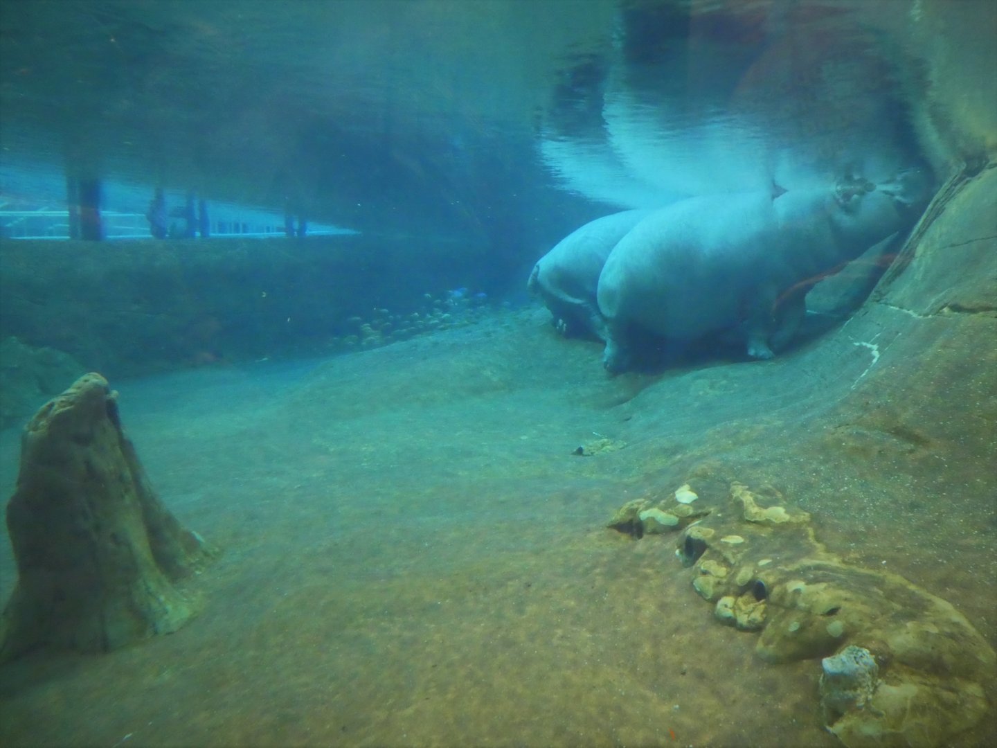 Hippo Haven - View from Underwater