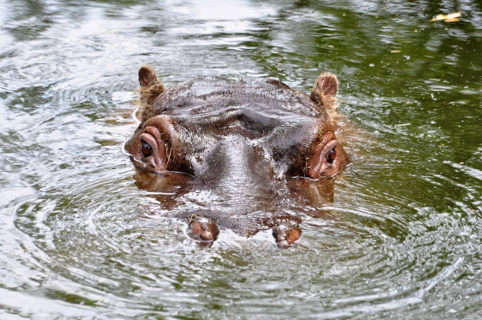 Hippo having a bath in Dublin Zoo