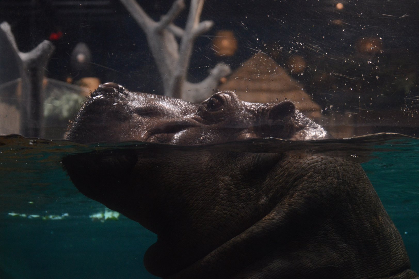 Hippo Heaven - Common Hippopotamus (Hippopotamus amphibius)