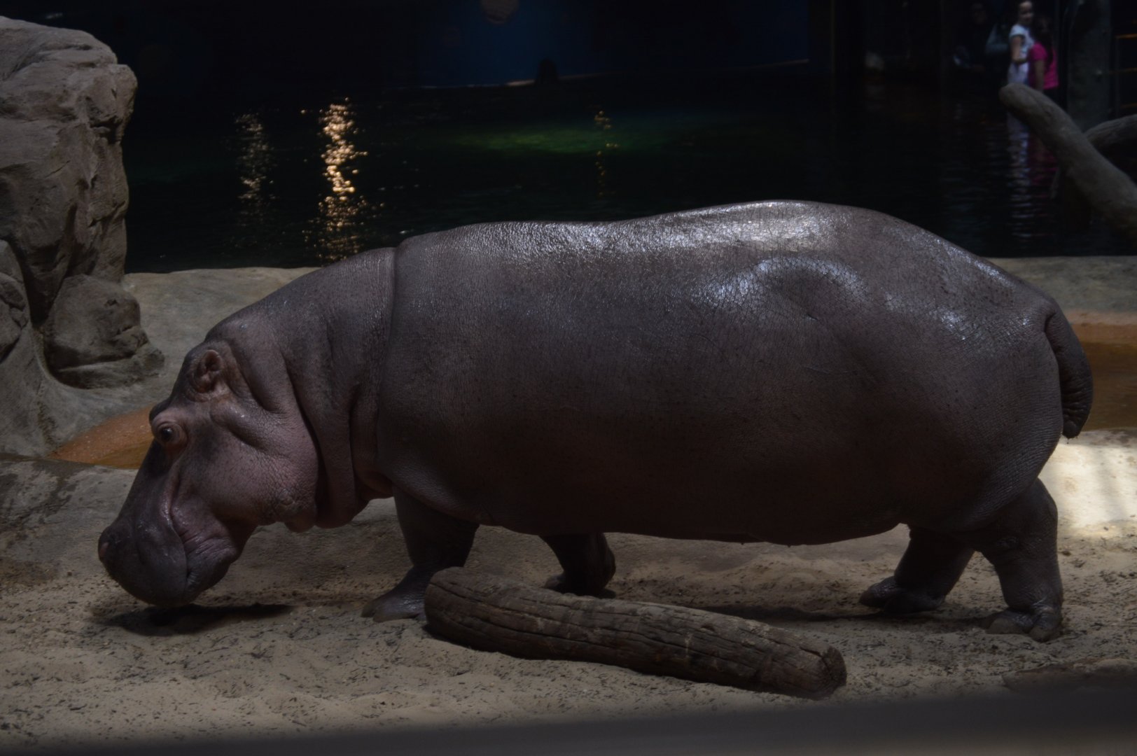 Hippo Heaven - Common Hippopotamus (Hippopotamus amphibius)