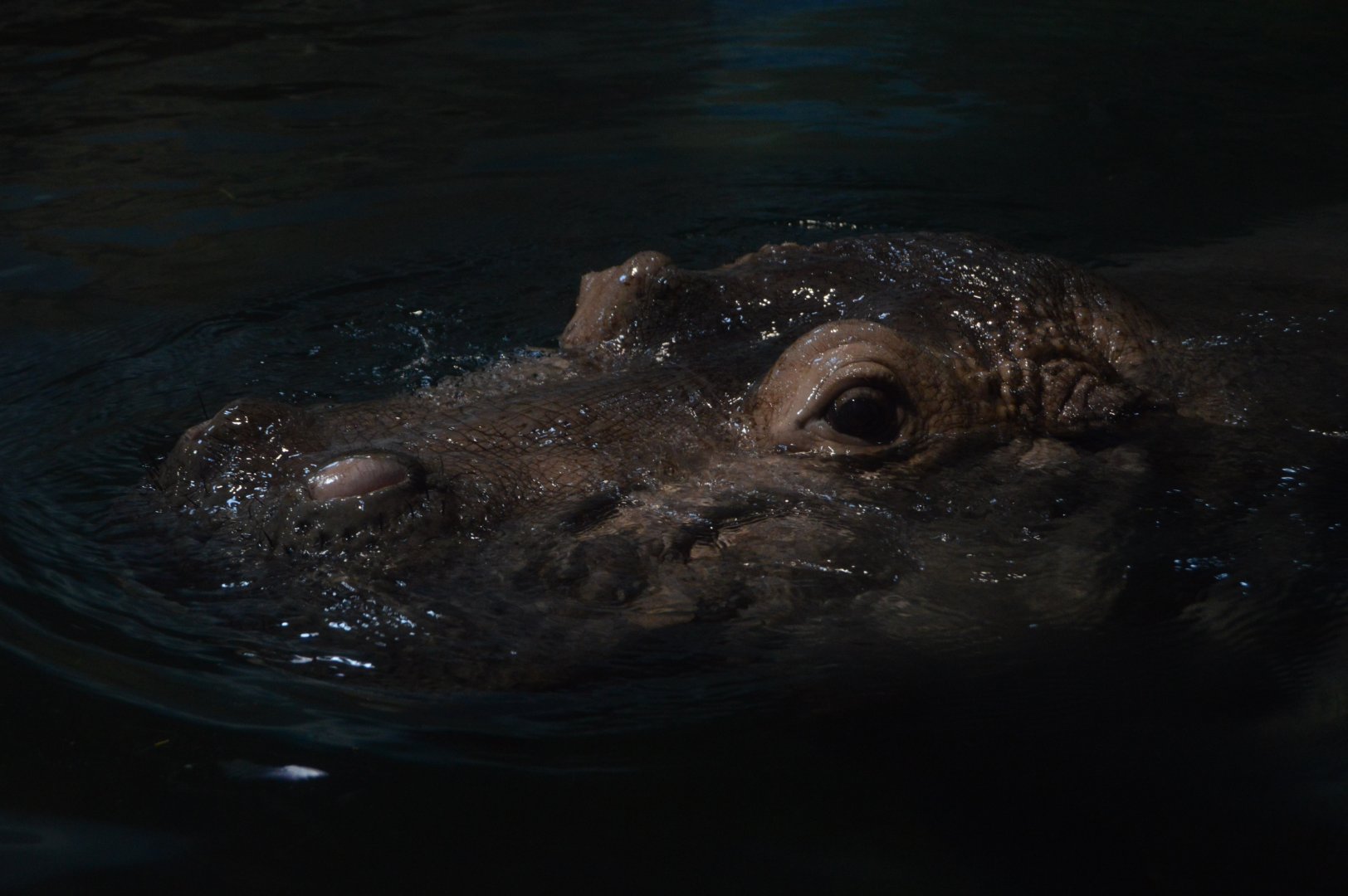 Hippo Heaven - Common Hippopotamus (Hippopotamus amphibius)