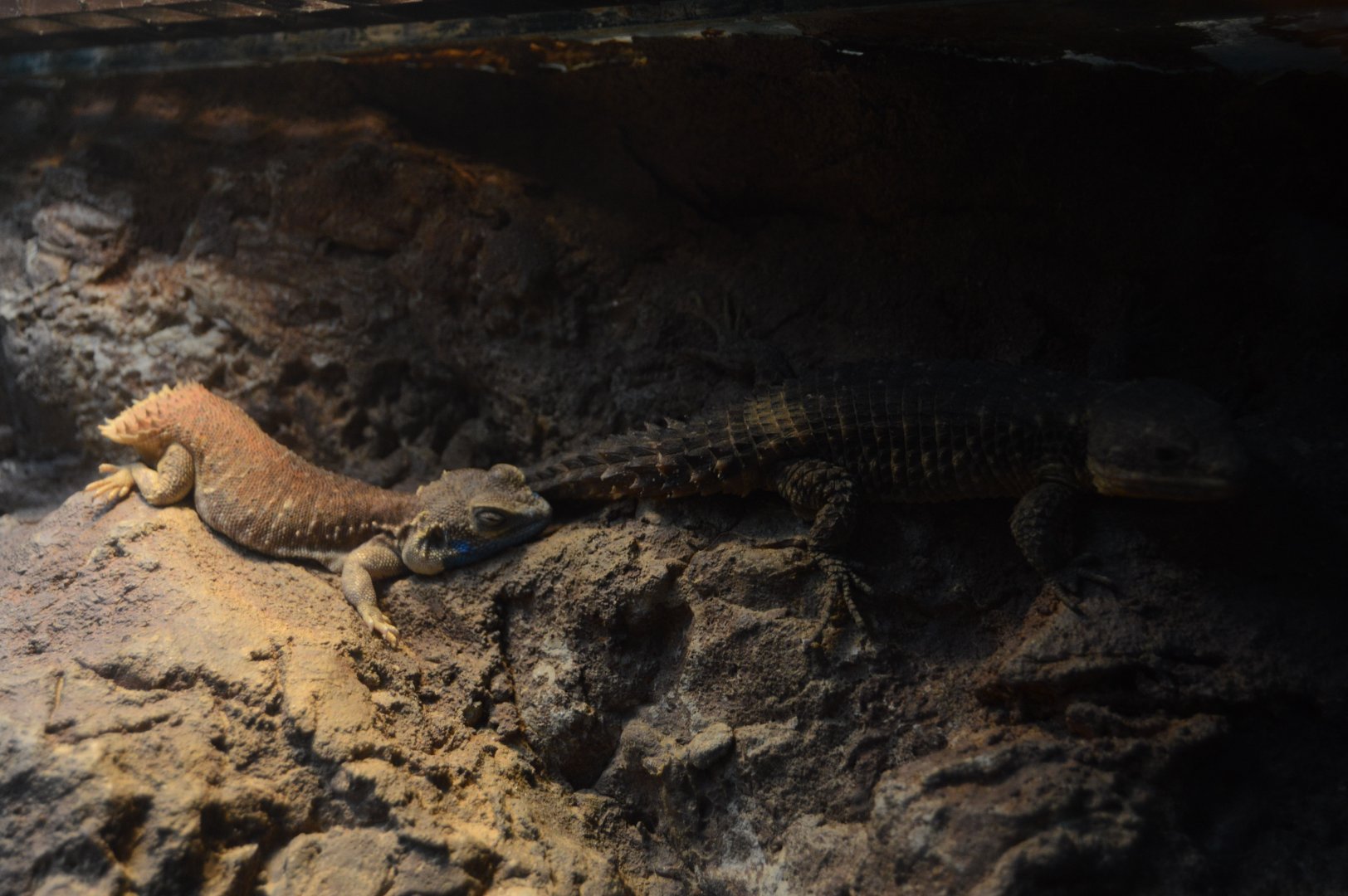 Hippo Heaven - Dwarf Shield-Tailed Agama (Xenagama taylori) and Tropical Girdled Lizard (Cordylus tropidosternum)