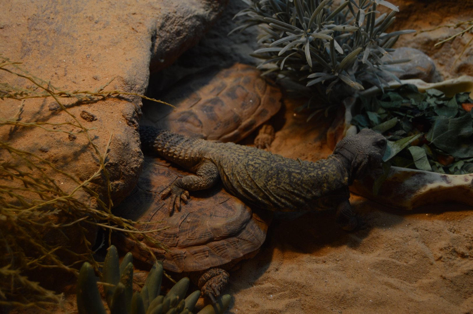 Hippo Heaven - Hippo Heaven - Sudan Mastigure (Uromastyx dispar) and Pancake Tortoise (Malacochersus tornieri)