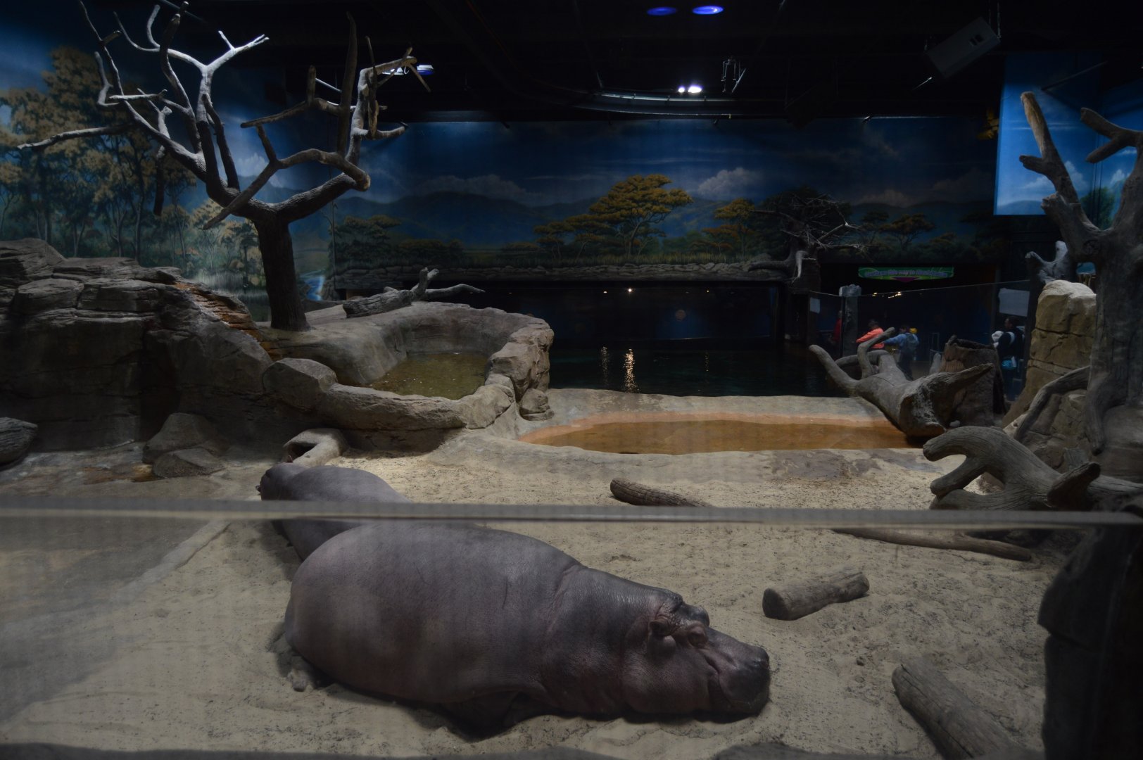 Hippo Heaven - Overview