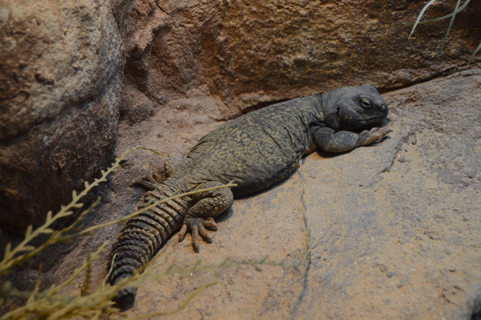 Hippo Heaven - Sudan Mastigure (Uromastyx dispar)