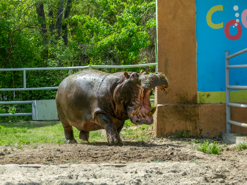 Hippo / Hippopotamus amphibius