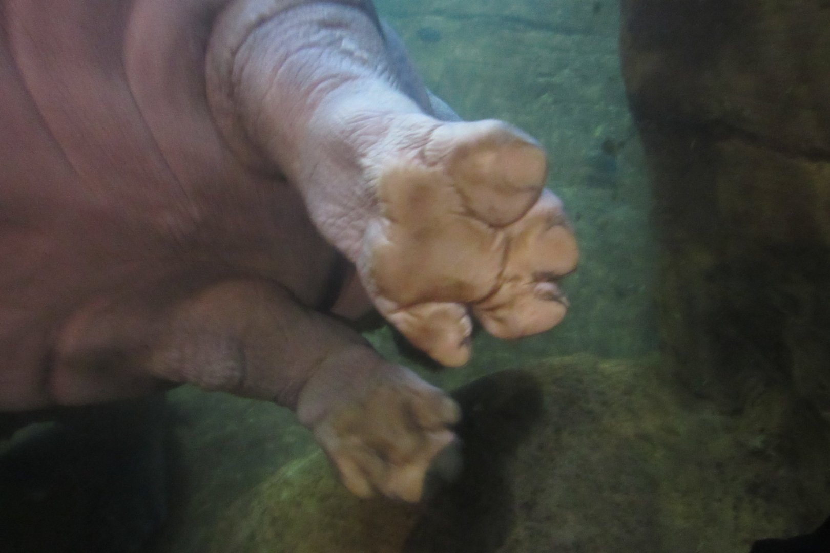 hippo hoof