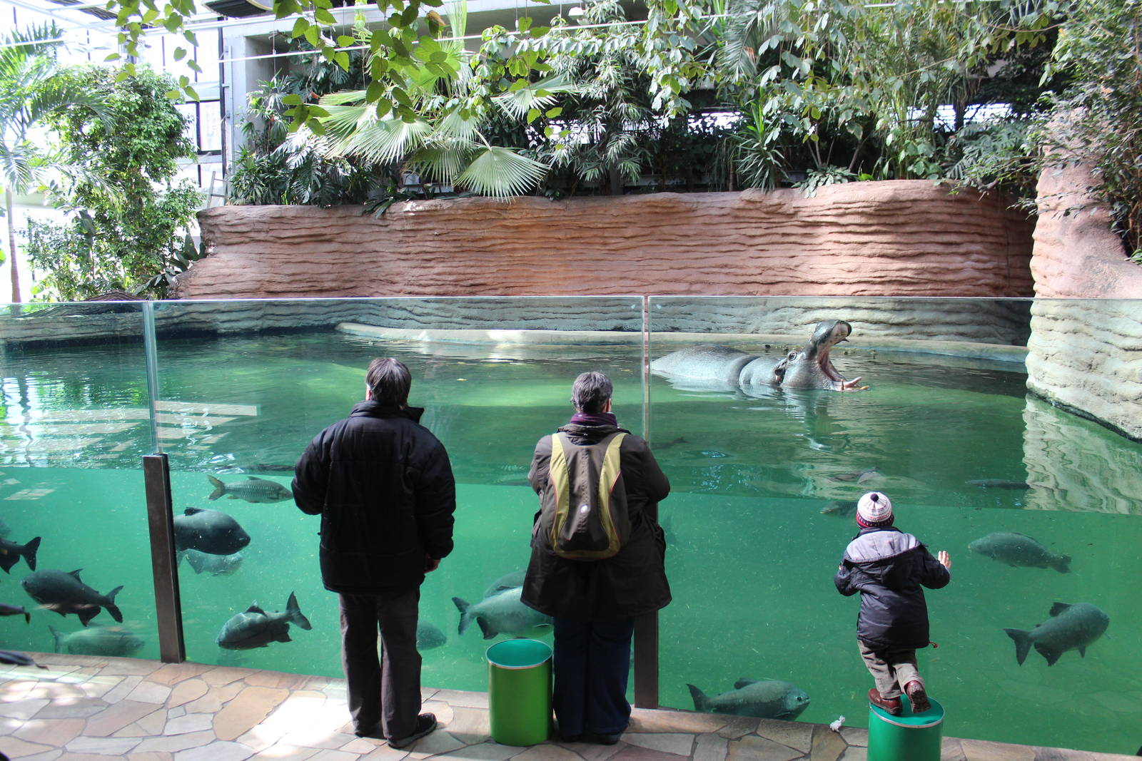 Hippo House, April 2015