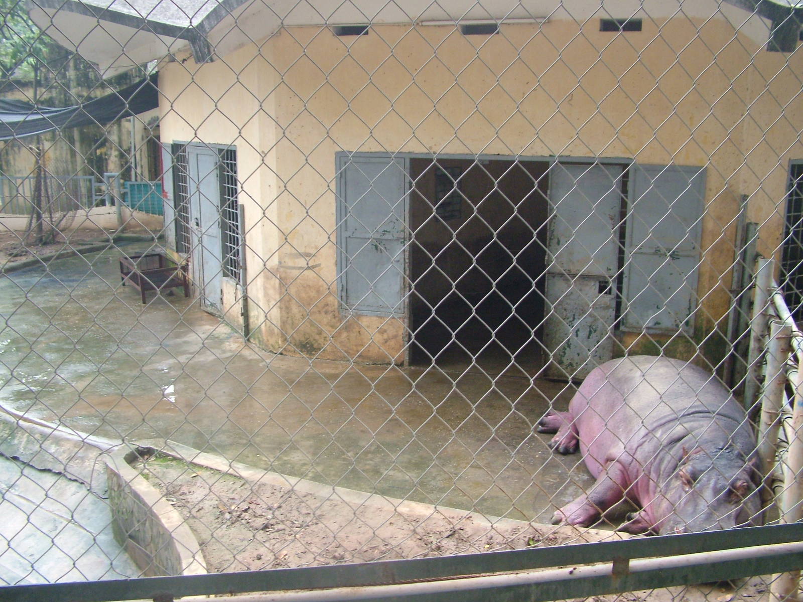 Hippo House at Hanoi Zoo, 15/03/12