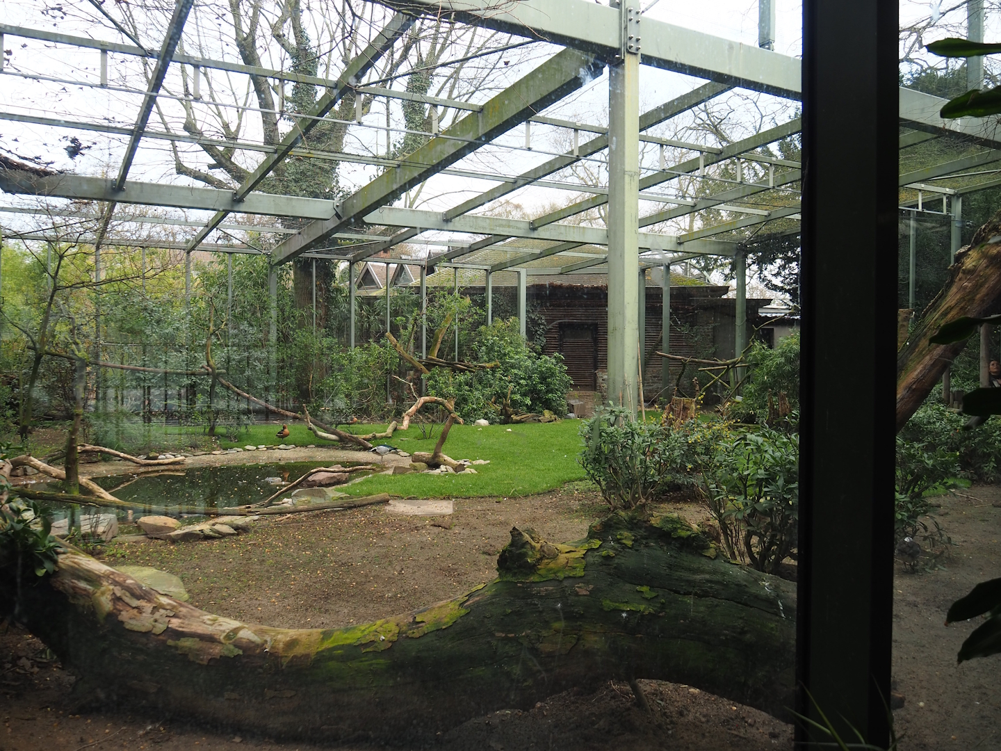 Hippo house aviary, 2023-04-08