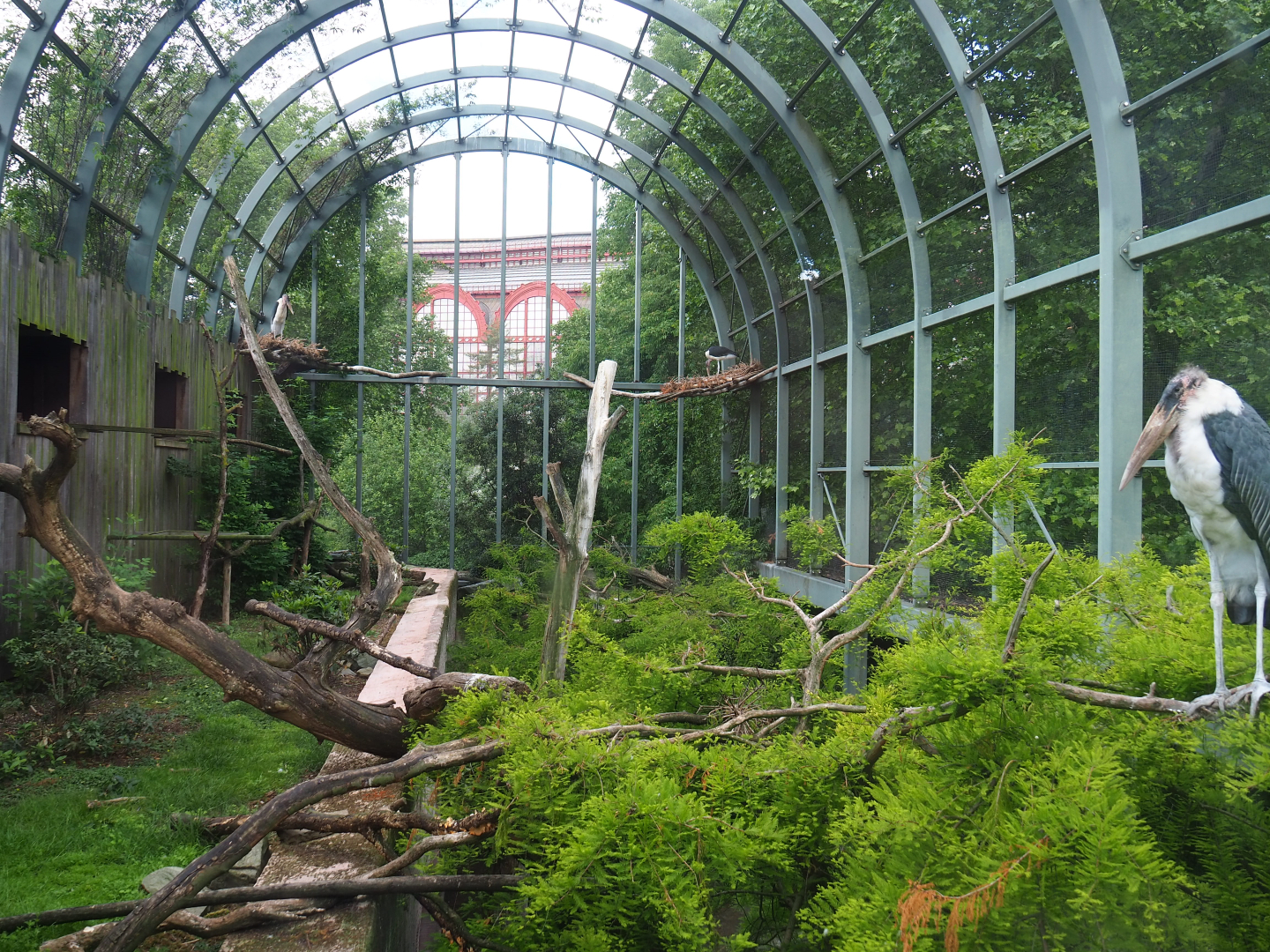 Hippo house aviary - Upper level view, 2022-05-26