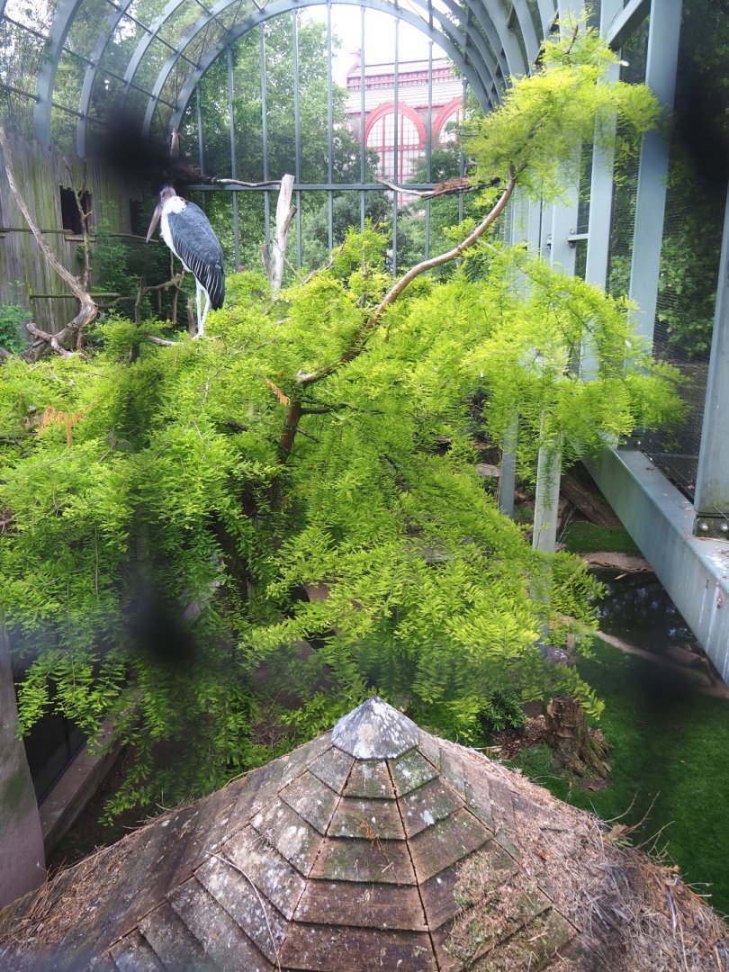 Hippo house aviary - Upper level view with roof of ground level viewing area, 2022-05-26