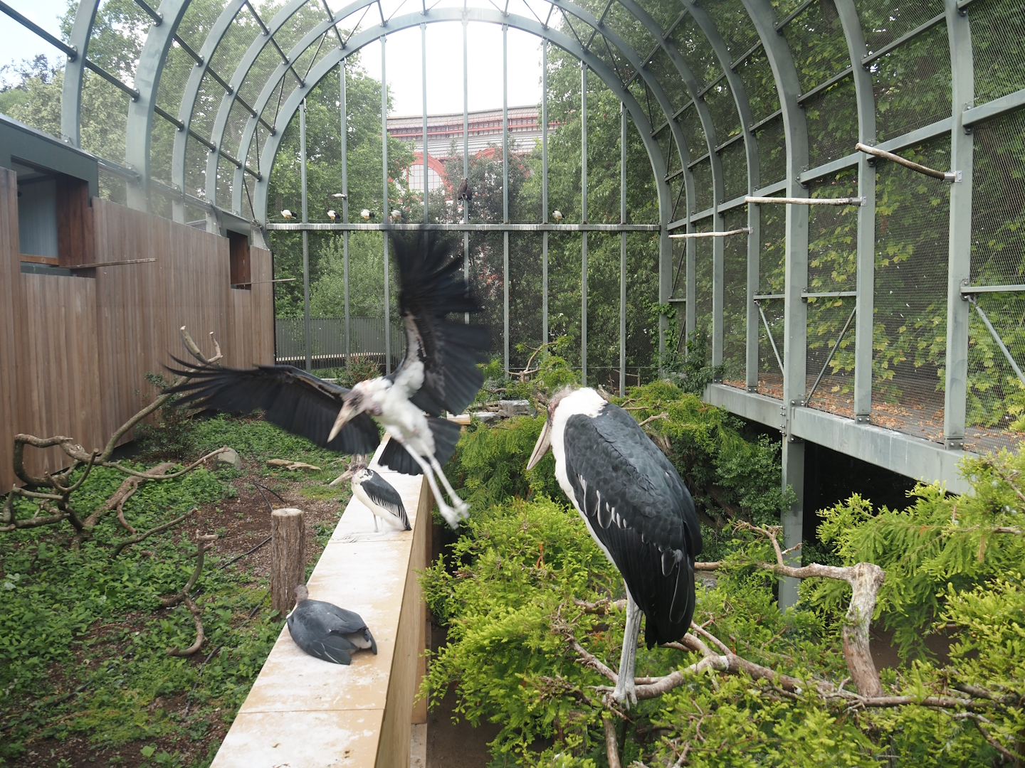 Hippo House aviary with marabous, including one flying, 2025-07-21