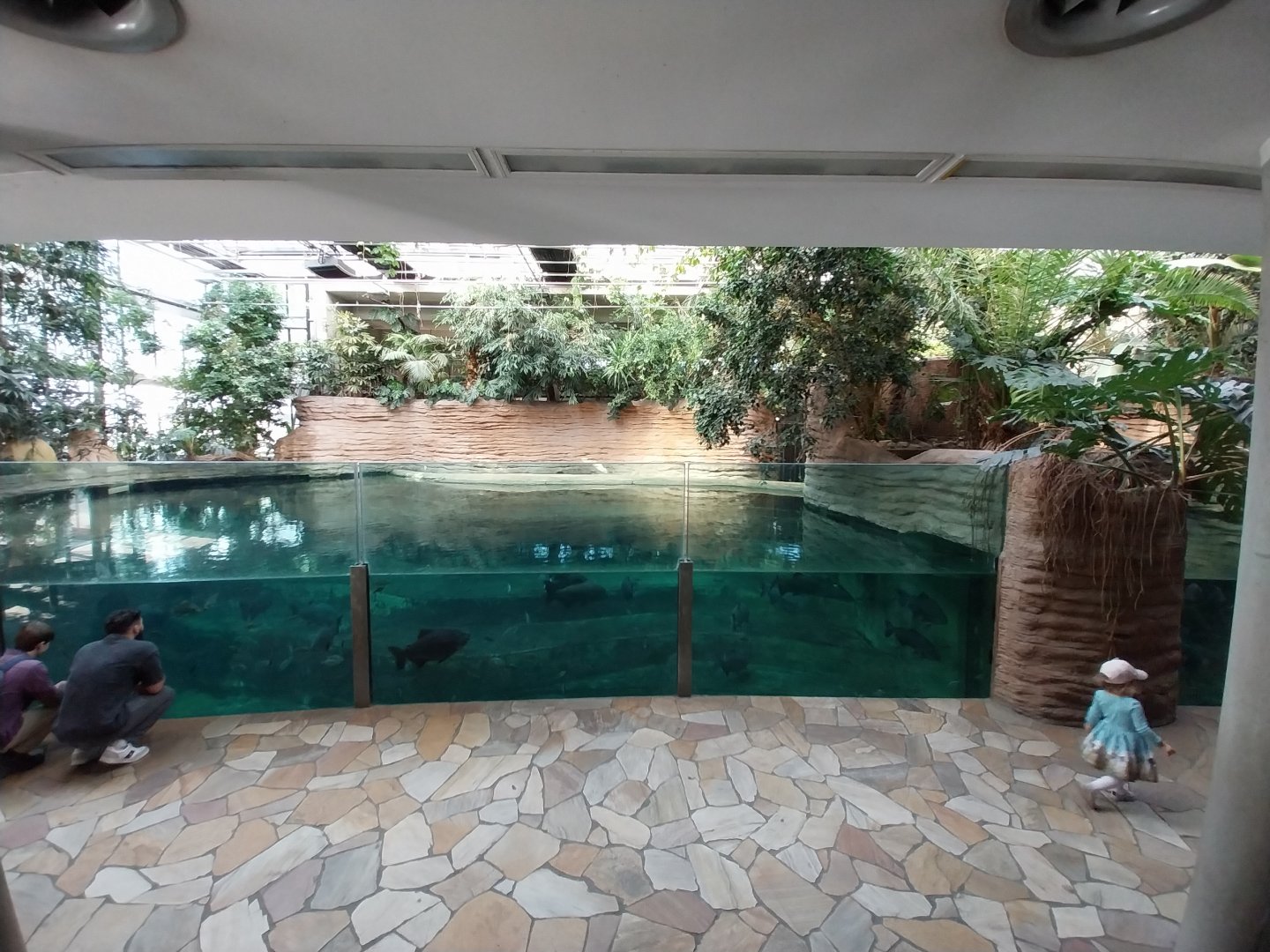 Hippo House - Common Hippo