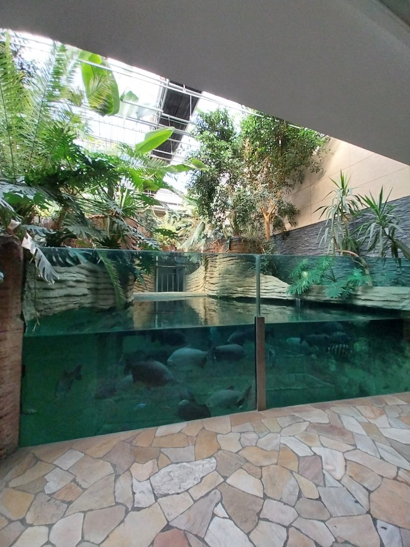 Hippo House - Common Hippo