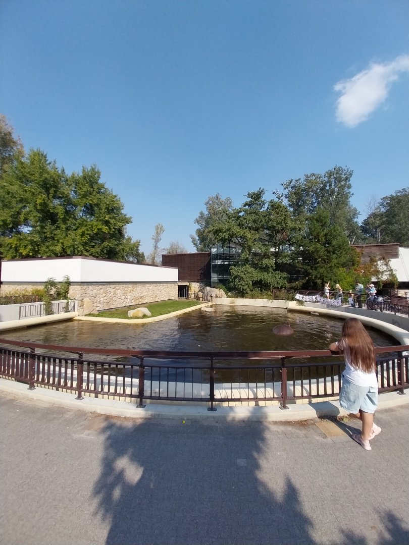 Hippo House - Common Hippo