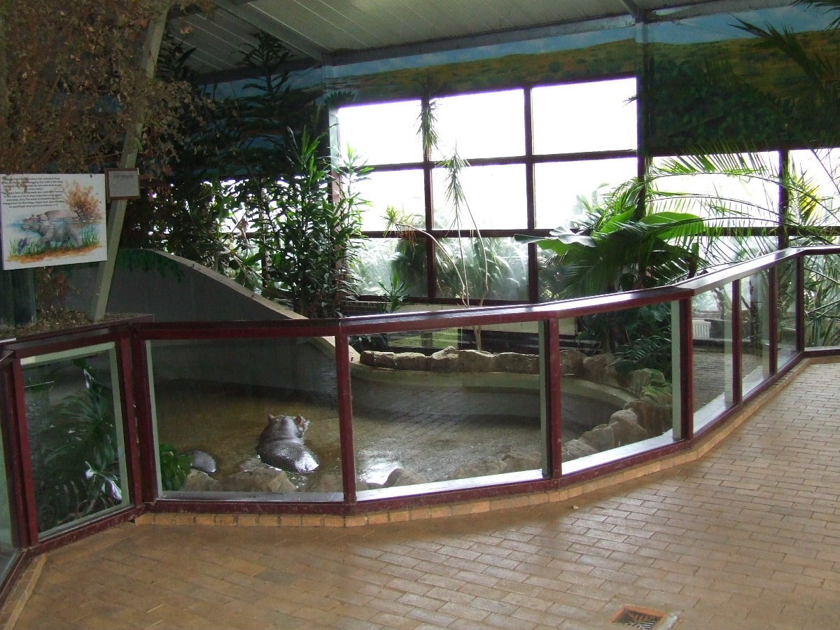 Hippo House, interior, Nile Hippos