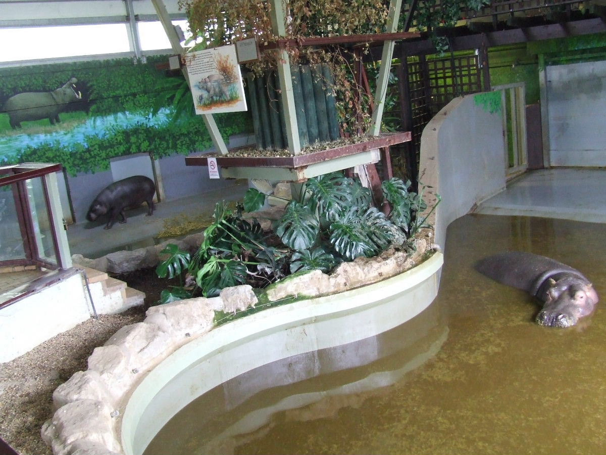 Hippo House, interior, Pygmy Hippo, Nile Hippo
